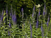 Veronica longifolia 12, Lange ereprijs, Saxifraga-Jan van der Straaten
