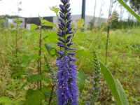 Veronica longifolia, Long leaf speedwell