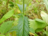 Veronica longifolia 15, Lange ereprijs, Saxifraga-Rutger Barendse