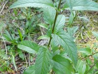 Veronica longifolia 16, Lange ereprijs, Saxifraga-Rutger Barendse