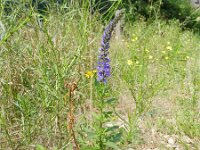 Veronica longifolia 17, Lange ereprijs, Saxifraga-Rutger Barendse