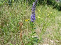 Veronica longifolia 18, Lange ereprijs, Saxifraga-Rutger Barendse