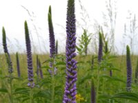 Veronica longifolia 19, Lange Ereprijs, Saxifraga-Jeroen Willemsen