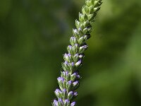Veronica longifolia 2, Lange ereprijs, Saxifraga-Jan van der Straaten