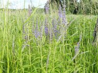 Veronica longifolia 20, Lange ereprijs, Saxifraga-Rutger Barendse
