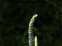 Veronica longifolia 3, Lange ereprijs, Saxifraga-Jan van der Straaten