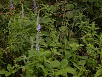 Veronica longifolia 5, Lange ereprijs, Saxifraga-Peter Meininger