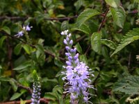 Veronica longifolia 6, Lange ereprijs, Saxifraga-Peter Meininger