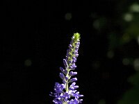 Veronica longifolia 7, Lange ereprijs, Saxifraga-Jan van der Straaten