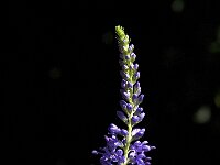 Veronica longifolia 8, Lange ereprijs, Saxifraga-Jan van der Straaten