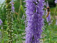 Veronica longifolia ssp maritima 27, Saxifraga-Hans Grotenhuis