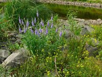 Veronica longifolia ssp maritima 28, Saxifraga-Hans Grotenhuis