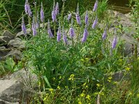 Veronica longifolia ssp maritima 29, Saxifraga-Hans Grotenhuis