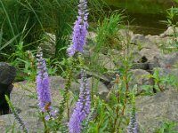 Veronica longifolia ssp maritima 30, Saxifraga-Hans Grotenhuis