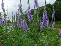 Veronica longifolia ssp maritima 31, Saxifraga-Hans Grotenhuis