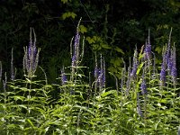 Veronica longifolia 11, Lange ereprijs, Saxifraga-Jan van der Straaten