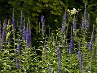 Veronica longifolia 12, Lange ereprijs, Saxifraga-Jan van der Straaten