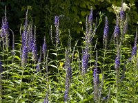 Veronica longifolia 13, Lange ereprijs, Saxifraga-Jan van der Straaten