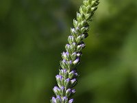 Veronica longifolia 2, Lange ereprijs, Saxifraga-Jan van der Straaten