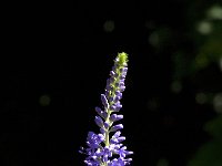 Veronica longifolia 7, Lange ereprijs, Saxifraga-Jan van der Straaten