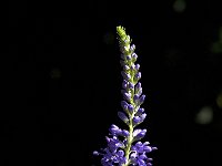 Veronica longifolia 8, Lange ereprijs, Saxifraga-Jan van der Straaten