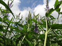 Veronica longifolia 9, Lange ereprijs, Saxifraga-Mark Zekhuis