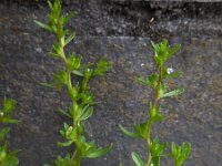 Veronica peregrina 10, Vreemde ereprijs, Saxifraga-Ed Stikvoort