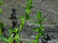 Veronica peregrina 11, Vreemde ereprijs, Saxifraga-Ed Stikvoort