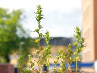 Veronica peregrina 12, Vreemde ereprijs, Saxifraga-Ed Stikvoort