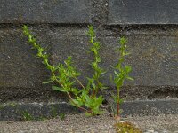 Veronica peregrina 13, Vreemde ereprijs, Saxifraga-Ed Stikvoort