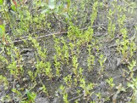 Veronica peregrina 14, Vreemde ereprijs, Saxifraga-Rutger Barendse