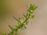 Veronica peregrina 2, Vreemde ereprijs, Saxifraga-Peter Meininger