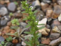 Veronica peregrina 3, Vreemde ereprijs, Saxifraga-Peter Meininger