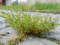 Veronica peregrina 4, Vreemde ereprijs, Saxifraga-Rutger Barendse