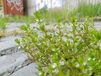 Veronica peregrina 5, Vreemde ereprijs, Saxifraga-Rutger Barendse