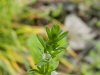 Veronica peregrina 6, Vreemde ereprijs, Saxifraga-Rutger Barendse