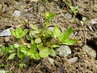 Veronica peregrina 7, Vreemde ereprijs, Saxifraga-Rutger Barendse