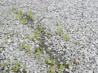 Veronica peregrina 8, Vreemde ereprijs, Saxifraga-Rutger Barendse