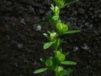 Veronica peregrina 9, Vreemde ereprijs, Saxifraga-Ed Stikvoort