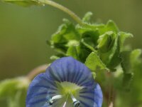 Veronica persica 10, Grote ereprijs, Saxifraga-Jan van der Straaten
