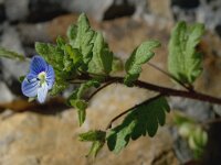 Veronica persica 11, Grote ereprijs, Saxifraga-Jan van der Straaten
