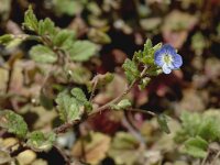 Veronica persica 12, Grote ereprijs, Saxifraga-Jan van der Straaten