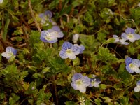 Veronica persica 13, Grote ereprijs, Saxifraga-Jan van der Straaten