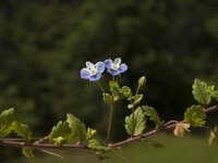 Veronica persica 14, Grote ereprijs, Saxifraga-Marijke Verhagen