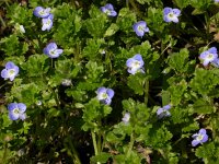Veronica persica 15, Grote ereprijs, Saxifraga-Peter Meininger