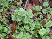 Veronica persica 16, Grote ereprijs, Saxifraga-Rutger Barendse