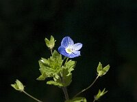 Veronica persica 17, Grote ereprijs, Saxifraga-Jan van der Straaten