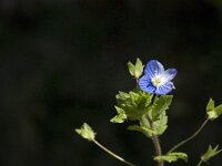 Veronica persica 18, Grote ereprijs, Saxifraga-Jan van der Straaten