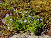 Veronica persica 19, Grote ereprijs, Saxifraga-Peter Meininger