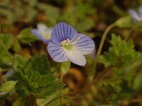 Veronica persica 2, Grote ereprijs, Saxifraga-Jan van der Straaten